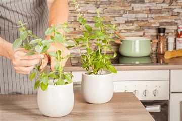 NUTZGARTEN - Pflanzen Spengler