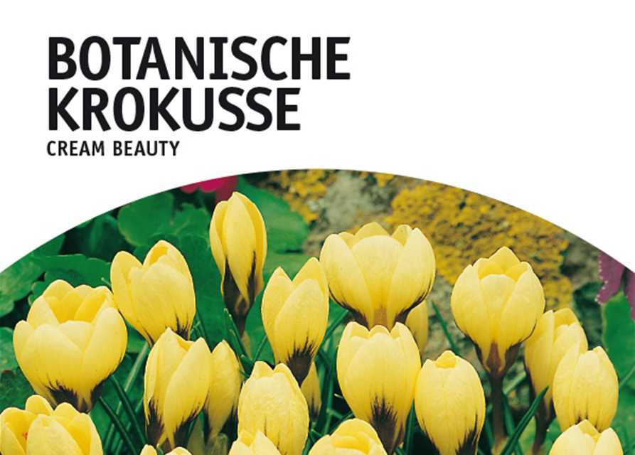 Botanische Krokusse, Grün erleben, Blumenzwiebeln Pflanzen Spengler