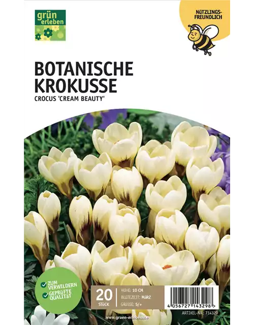 Botanische Krokusse, Grün erleben, Blumenzwiebeln Pflanzen Spengler