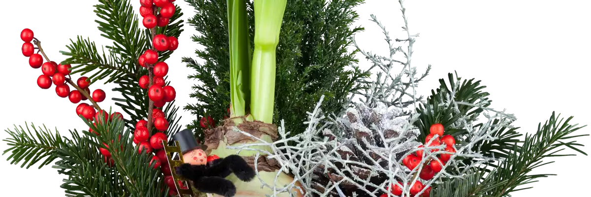 Hippeastrum