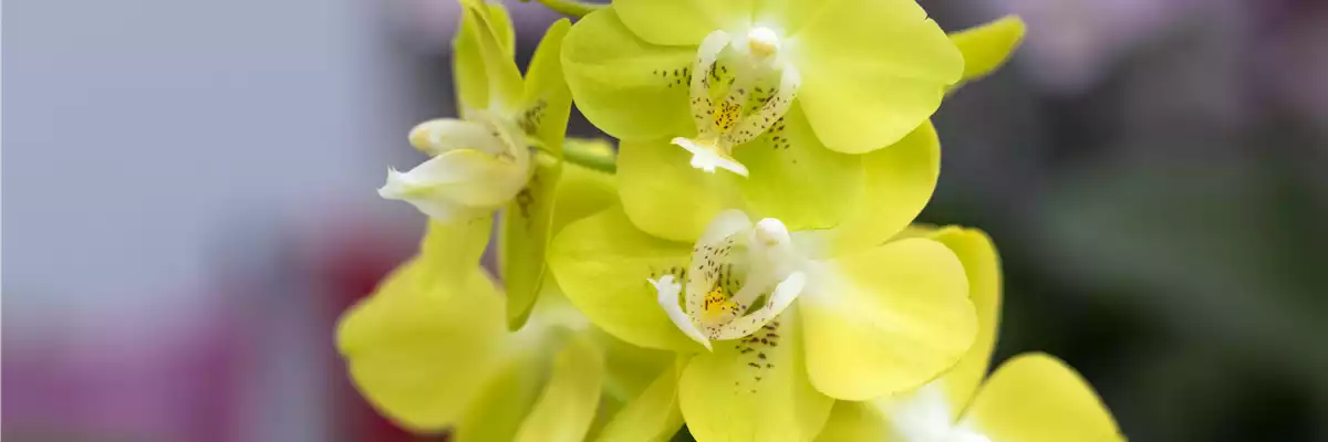 ORCHIDEEN-PFLEGE