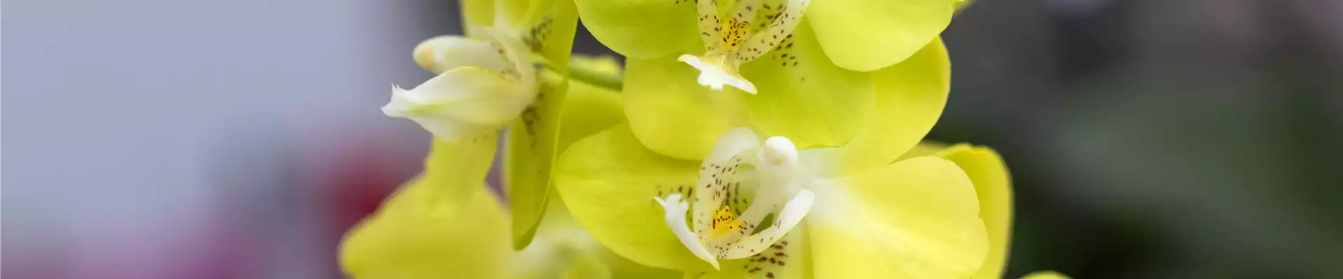 ORCHIDEEN-PFLEGE