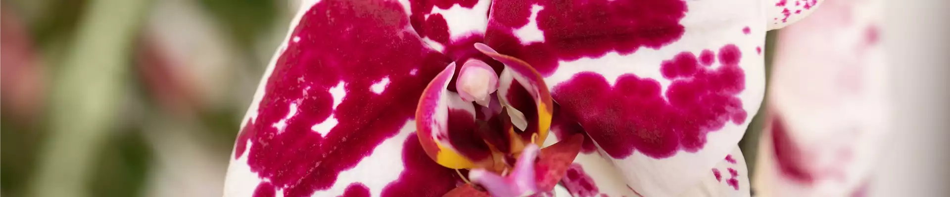 DAS GROSSE ORCHIDEEN EINMALEINS!