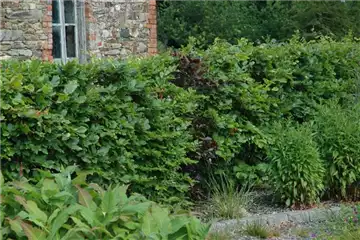 WäNDE FüR DAS GRüNE ZIMMER!