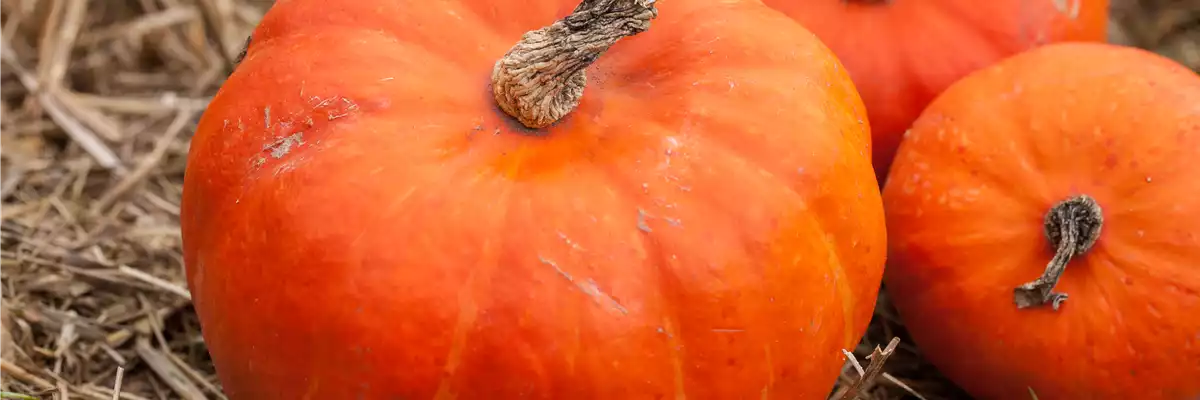 WIE GEHT...ERNTEDANK?