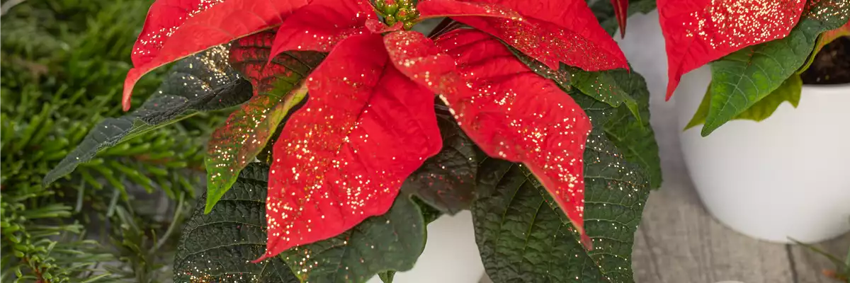 WINTERSCHöNHEIT: Weihnachtsstern