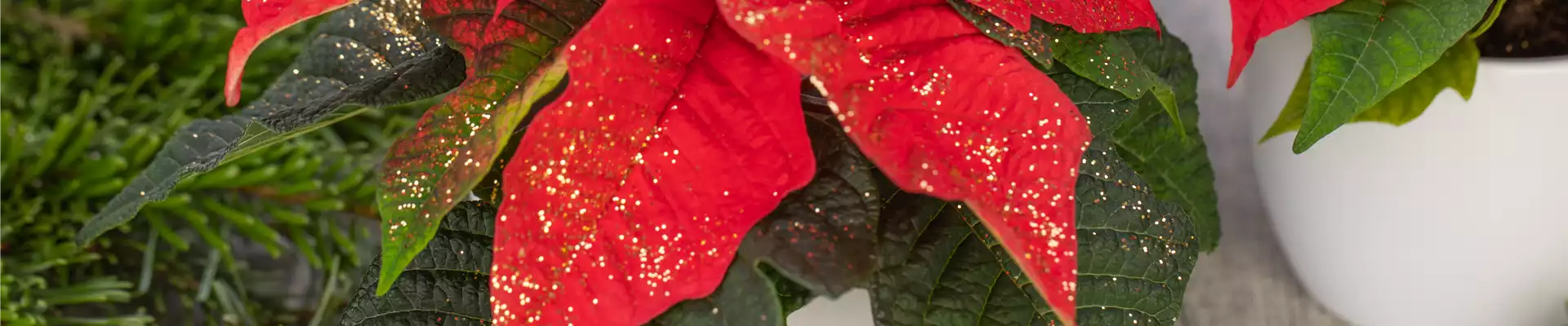 WINTERSCHöNHEIT: Weihnachtsstern
