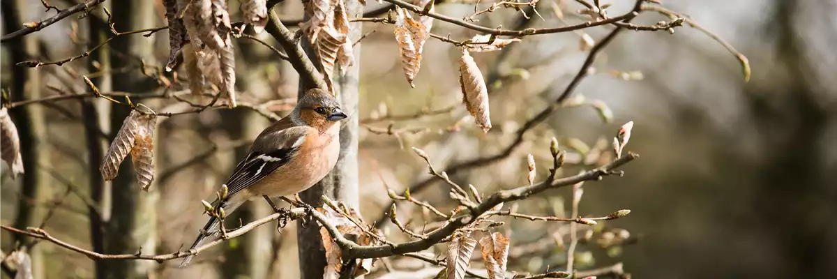 TIPPS ZUR WINTERVOGELFüTTERUNG!