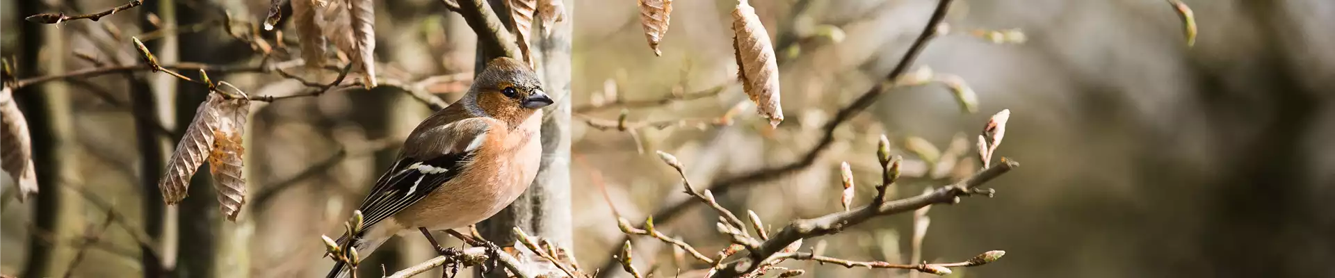TIPPS ZUR WINTERVOGELFüTTERUNG!