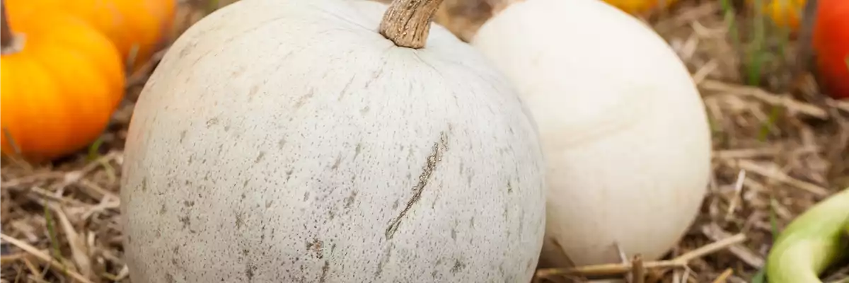 DEIN HERBST… GENUSS!