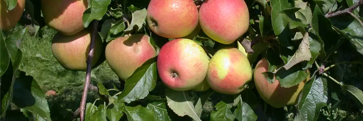 OBST