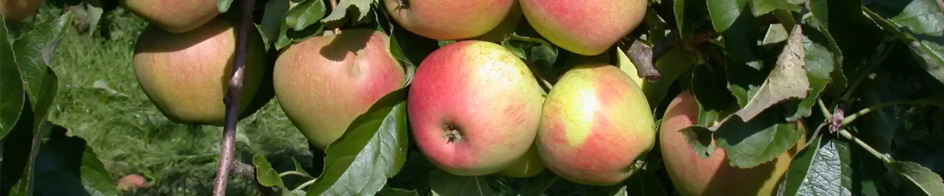 OBST