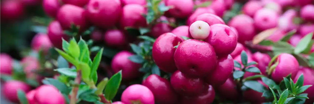 TON IN TON IN DEN HERBST