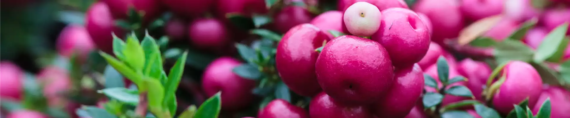 TON IN TON IN DEN HERBST