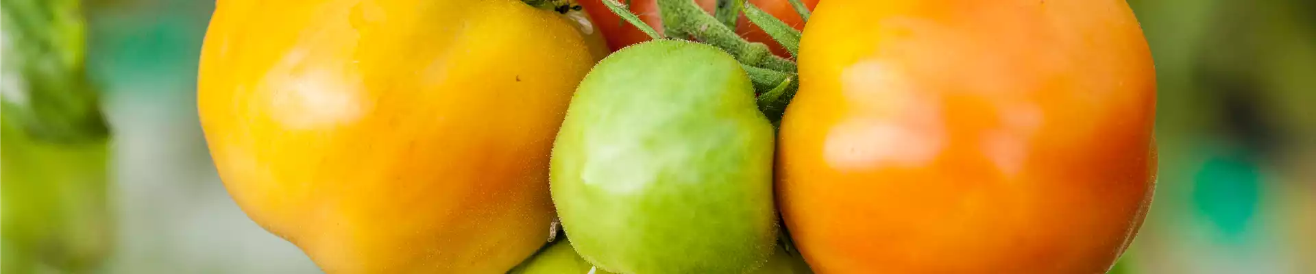 GEMüSE