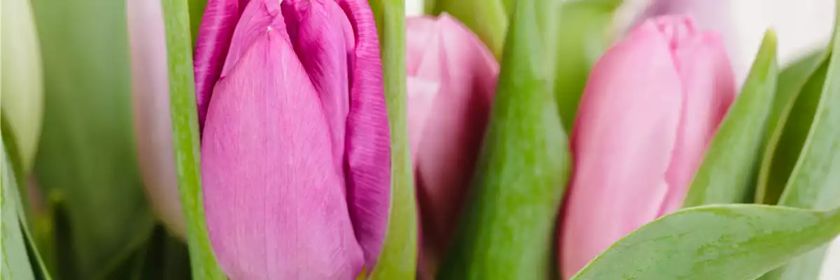 PFLANZE DES MONATS: TULPE