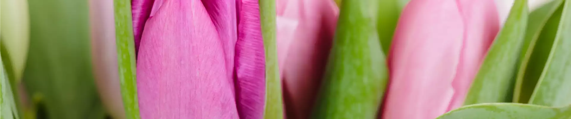 PFLANZE DES MONATS: TULPE