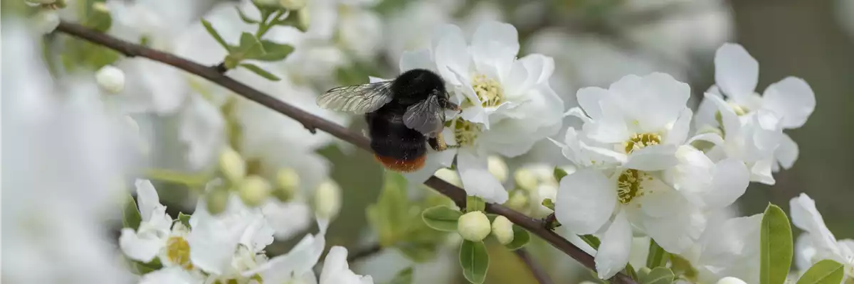 TOP 5 INSEKTENFREUNDLICHE PFLANZEN!