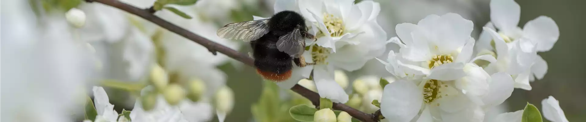 TOP 5 INSEKTENFREUNDLICHE PFLANZEN!