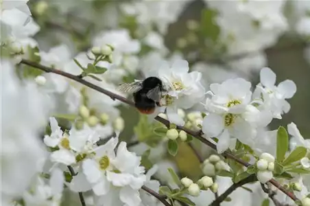 TOP 5 INSEKTENFREUNDLICHE PFLANZEN!