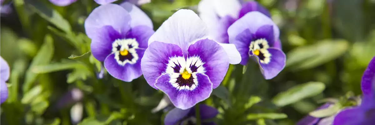WINTER MIT FRüHLINGSBLUMEN VERTREIBEN