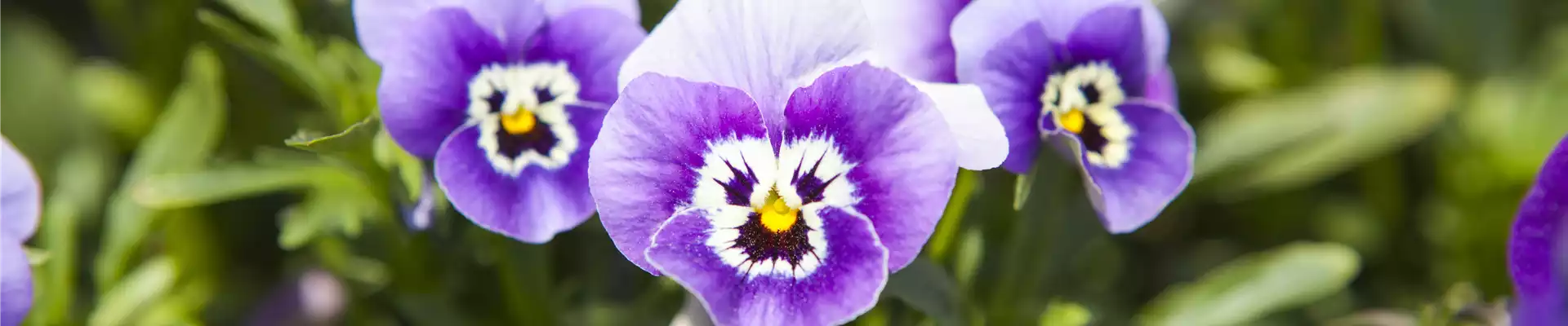 WINTER MIT FRüHLINGSBLUMEN VERTREIBEN
