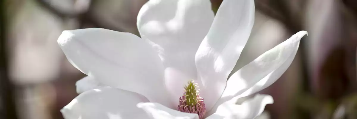 DA BLüHT DIR WAS!