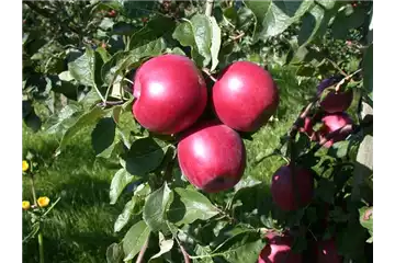 PFLANZEN FüR EIN STARKES IMMUNSYSTEM