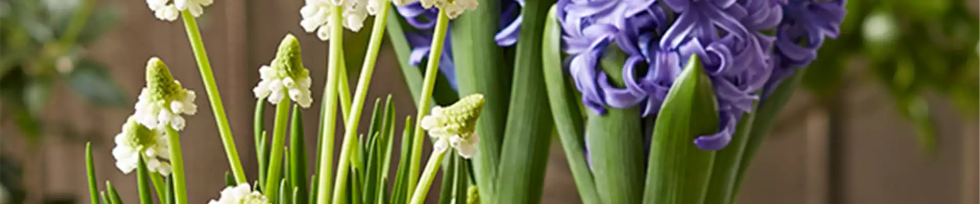 HALLO FRüHLING!