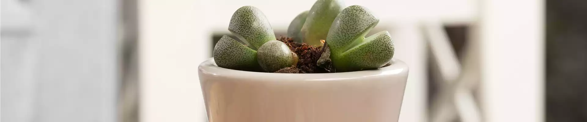 WIE GEHT... DER TREND PUDER+PASTELL?