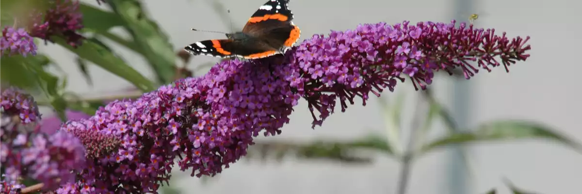 FüR MEHR BIENEN UND SCHMETTERLINGE!