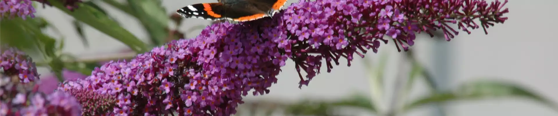 FüR MEHR BIENEN UND SCHMETTERLINGE!