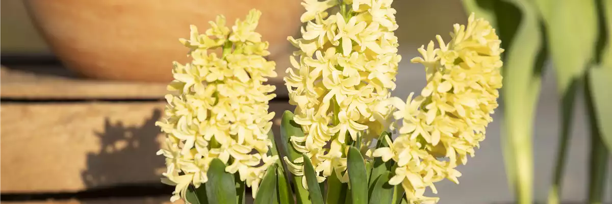 DEN FRüHLING üBERLISTEN