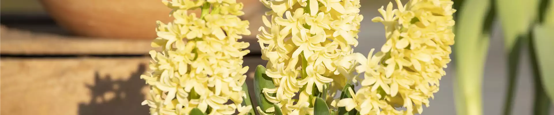 DEN FRüHLING üBERLISTEN