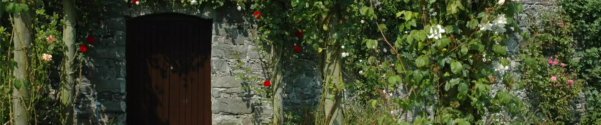 AUF ROSEN GEBETTET!