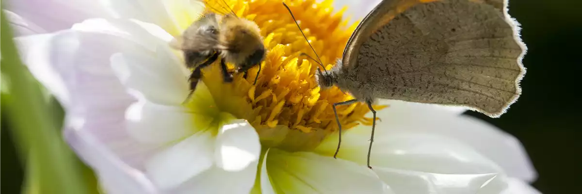 BIENEN UND SCHMETTERLINGE IM GARTEN!