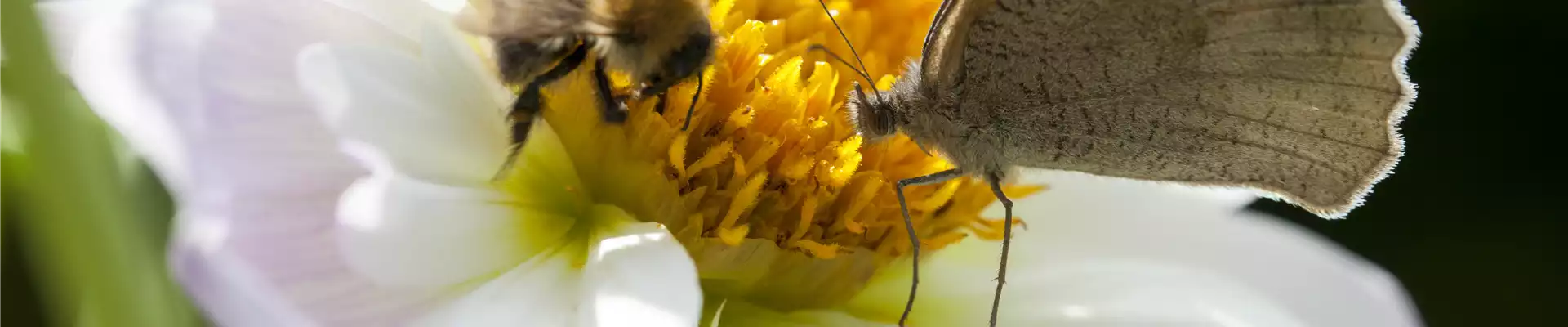 BIENEN UND SCHMETTERLINGE IM GARTEN!