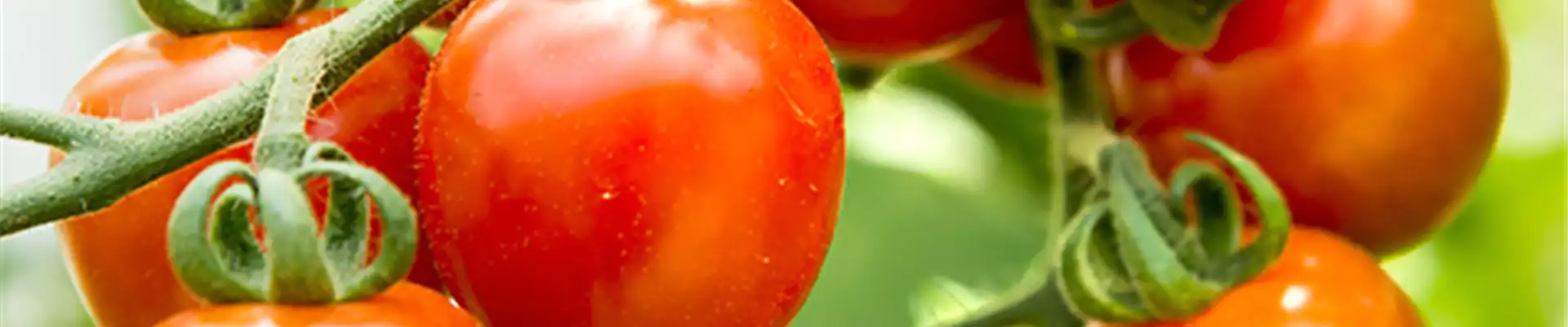 WIE GEHT... TOMATEN PFLEGEN?