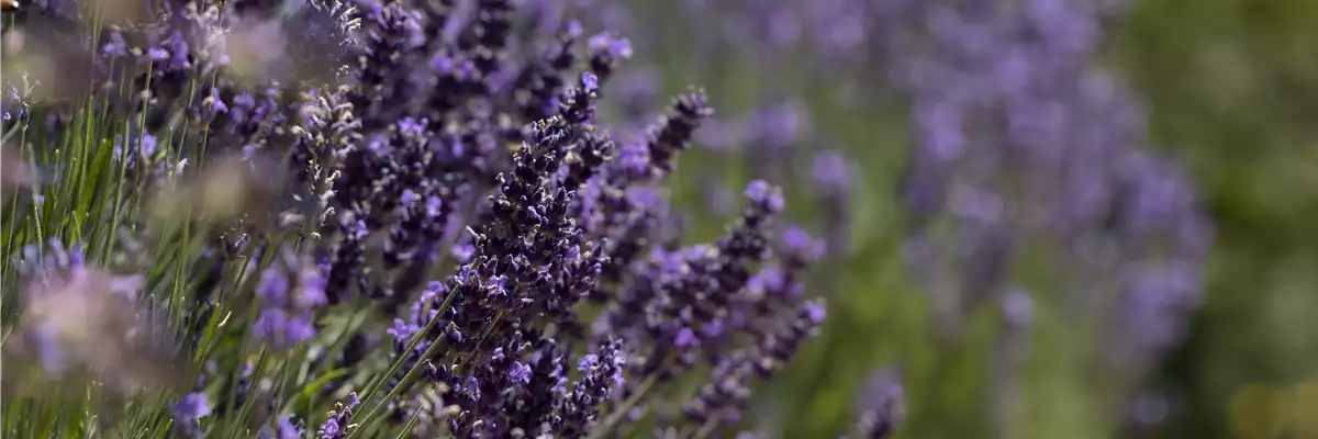 AROMATISCHE PFLANZIDEEN