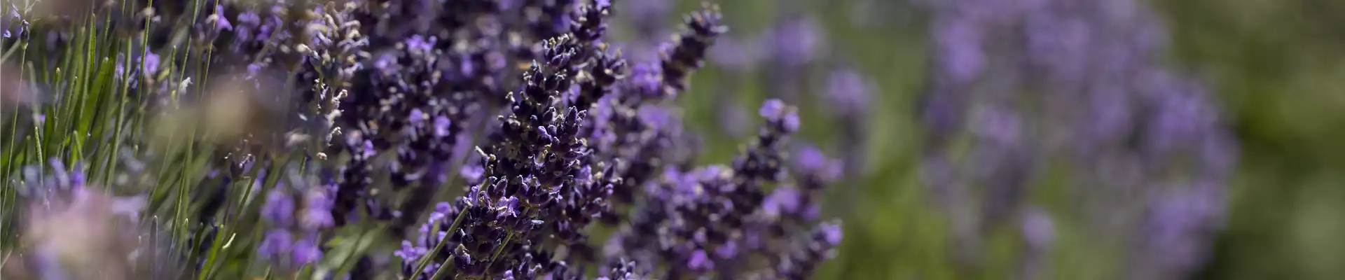 AROMATISCHE PFLANZIDEEN