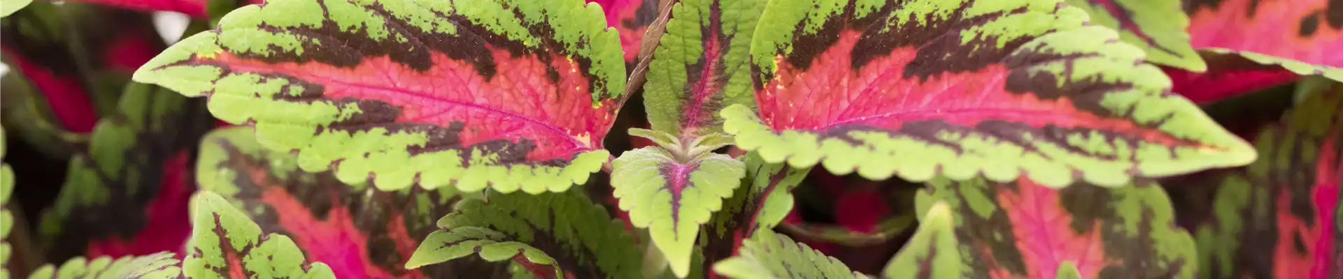 ROSA-PINKE PFLANZIDEEN