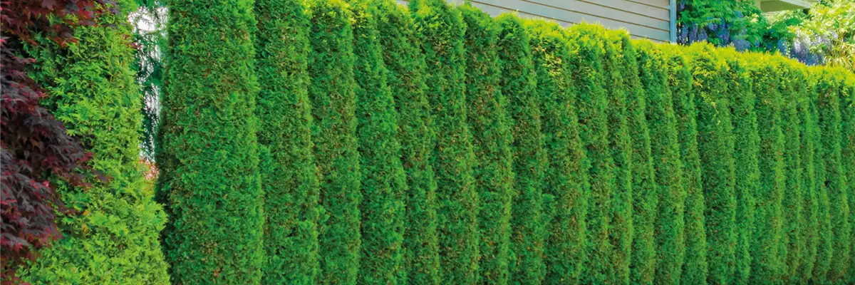 SCHICKE HECKE!