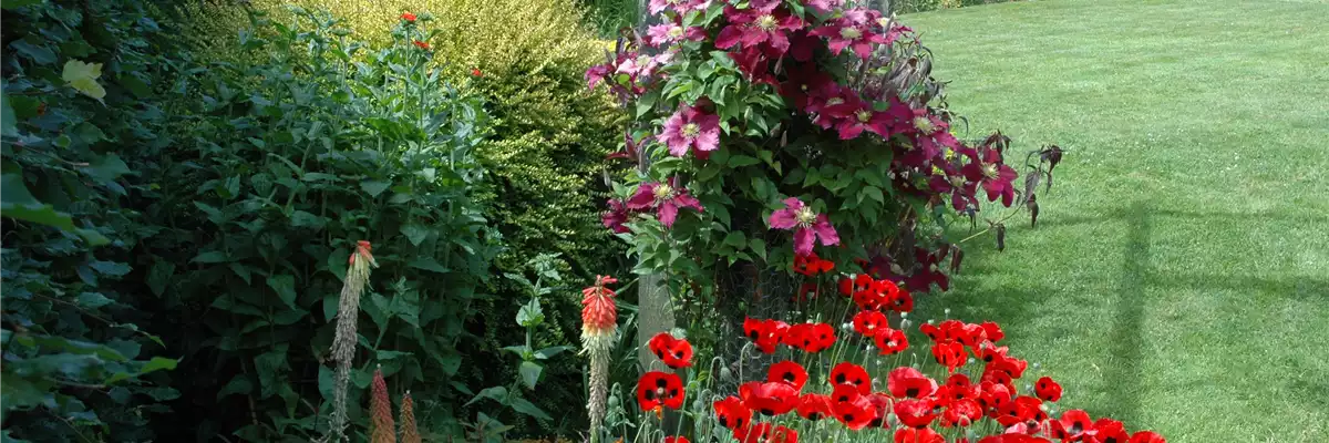 CLEMATIS!