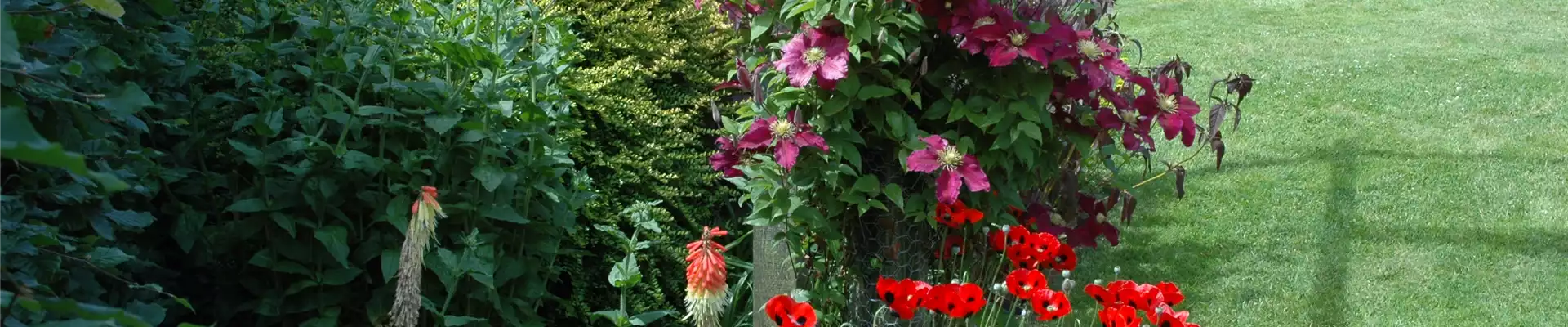 CLEMATIS!