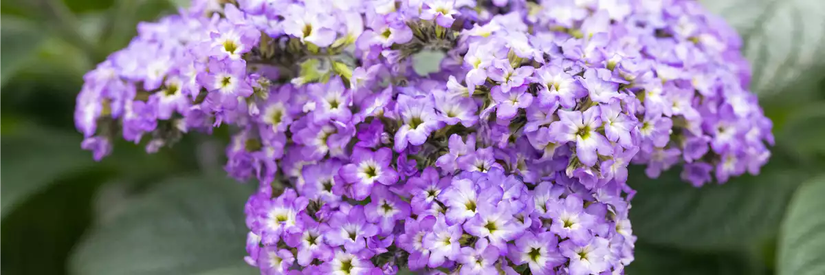 BLAU-VIOLETTE PFLANZIDEEN