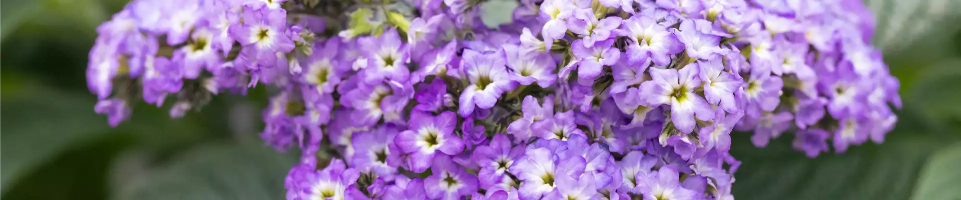 BLAU-VIOLETTE PFLANZIDEEN