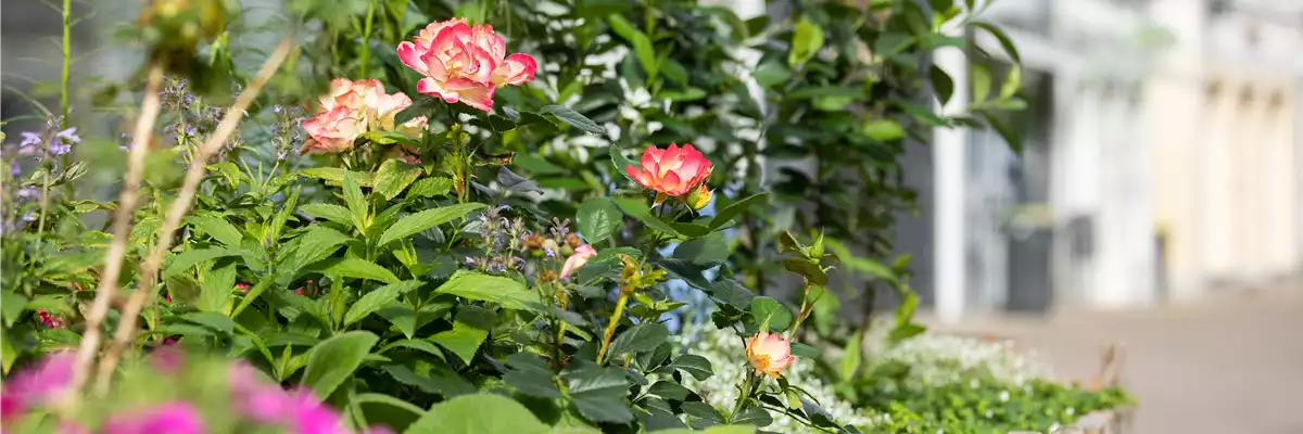 ROSEN FüR DEN KüBEL