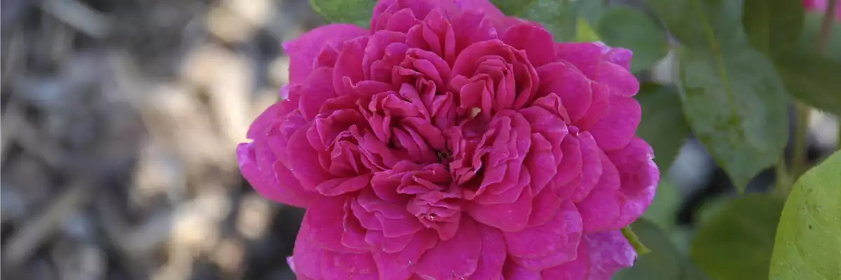 URSPRUNG & MYTHOS DER ROSE
