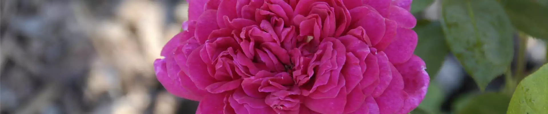 URSPRUNG & MYTHOS DER ROSE