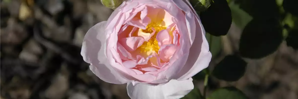 WIE GEHT... ROSEN üBERWINTERN?